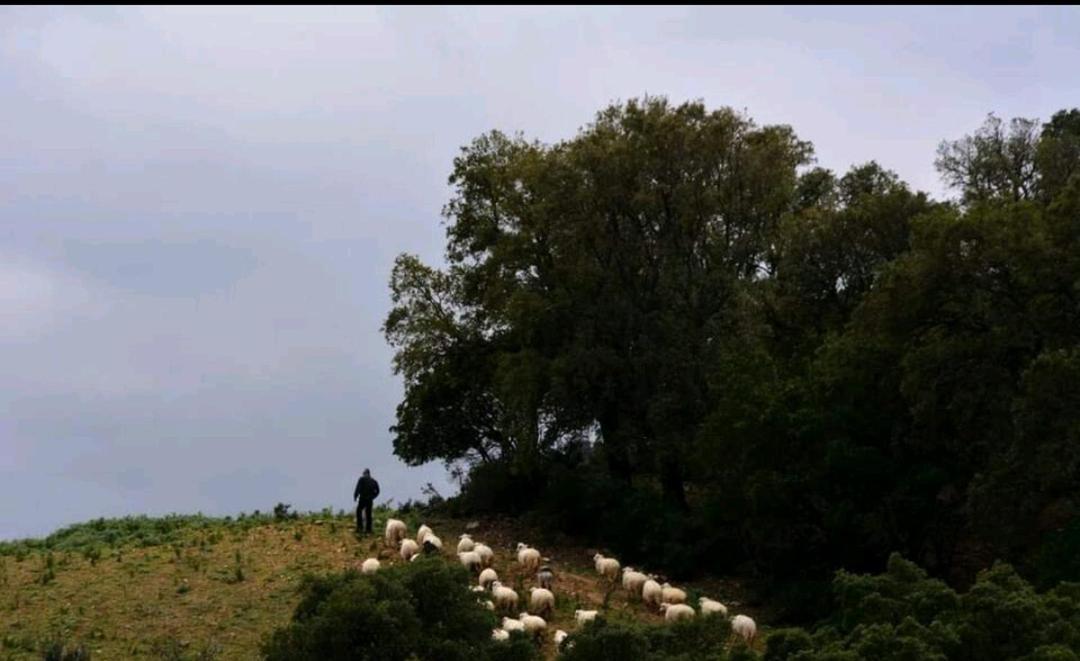 Sa Domu 'eccia Urzulei